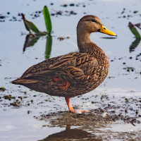 Mottled Duck